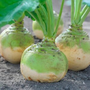Koolraap wilhelmsburger gele
