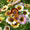 Chrysanthemum Rainbow Mix