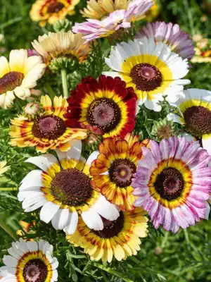 Chrysanthemum Rainbow Mix