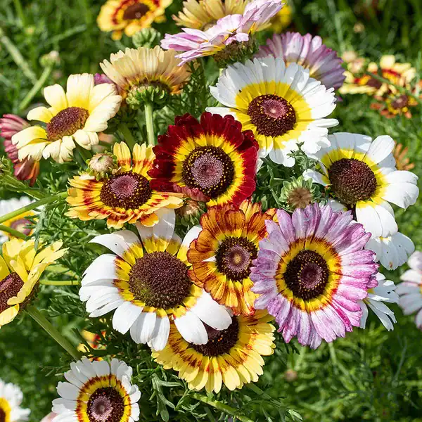 Chrysanthemum Rainbow Mix