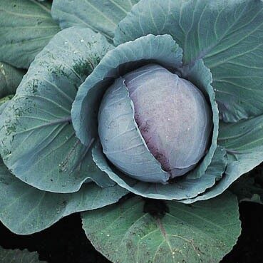 Rode Kool Langedijker vroege