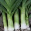 Herfstreuzen 2