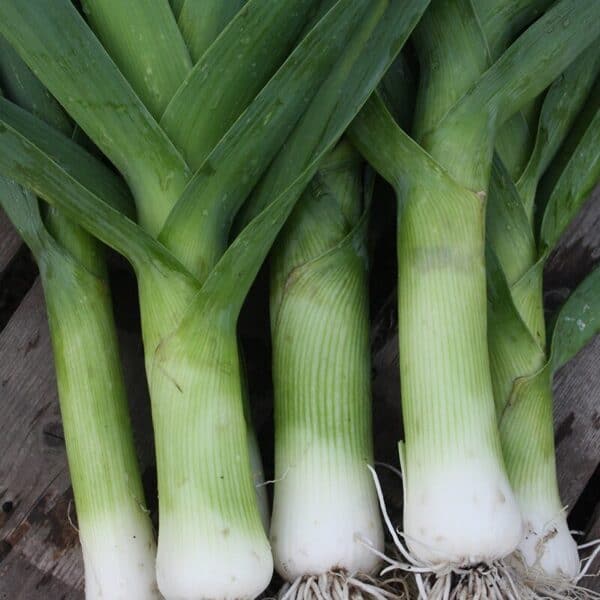 Herfstreuzen 2