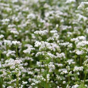 Wikke - Vicia Sativa