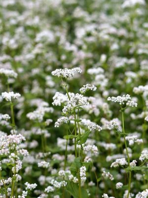 Boekweit - Fagopyrum esculentum