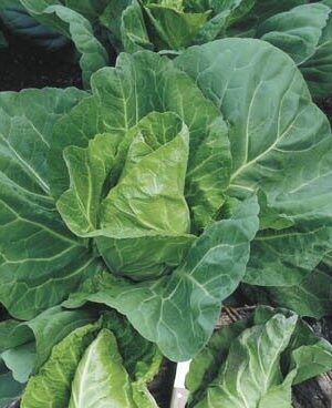 Spitskool Cape Horn F1