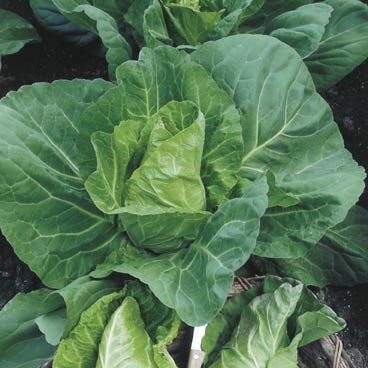 176000-spitskool-cape-horn-f1-allegro-f1 Spitskool Cape Horn F1