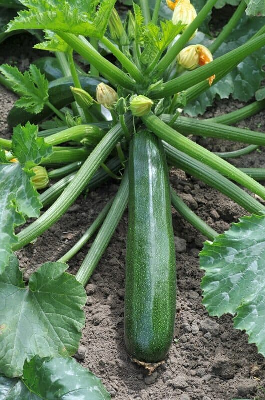 Courgette Black Beauty