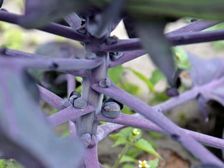 181600-groene-spruitkool-roodnerf Spruitkool Roodnerf