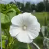 Lavatera Mont Blanc bloem Lavatera Mont Blanc bloem