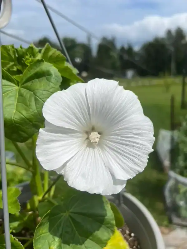 Lavatera Mont Blanc bloem Lavatera Mont Blanc bloem
