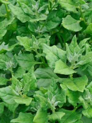 Spinazie Nieuw zeelandse