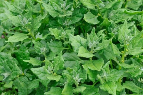 20-11-2014_15_55_35_lres10443-623-nieuw-zeelandse-spinazie-02 Spinazie Nieuw zeelandse