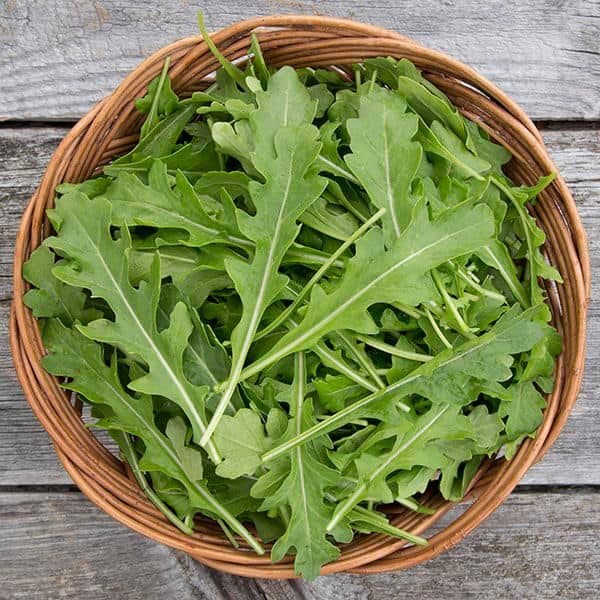 Rucola Eruca Sativa