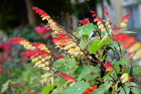 Spaanse Vlag Mina Lobata