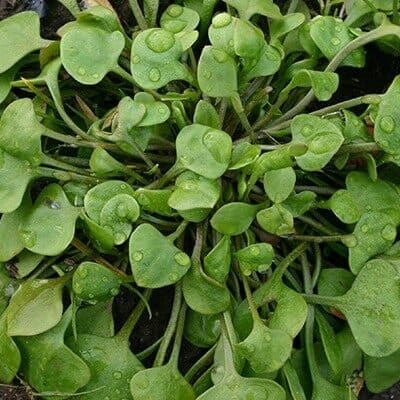 2030-winterpostelein Winterpostelein