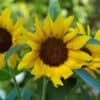 Zonnebloem Helianthus Annuus Gele Snij