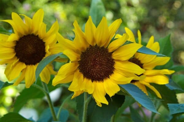 Zonnebloem Helianthus Annuus Gele Snij