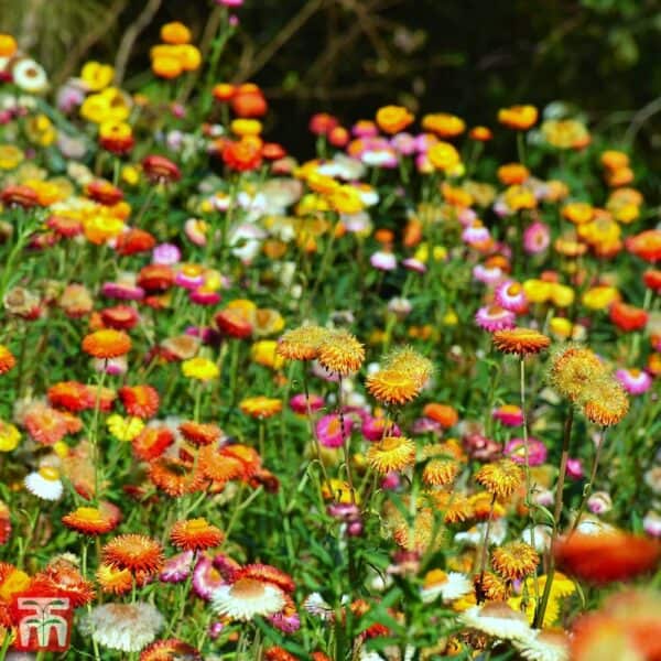 Strobloem Helichrysum Monstrosum Dubbel Gemengd Strobloem Helichrysum Monstrosum Dubbel Gemengd