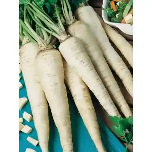 Wortelpeterselie Halflange