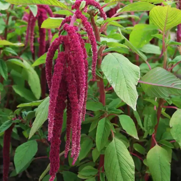 Amaranthus caudatus