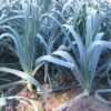 Prei Blauwgroene Winter Farinto