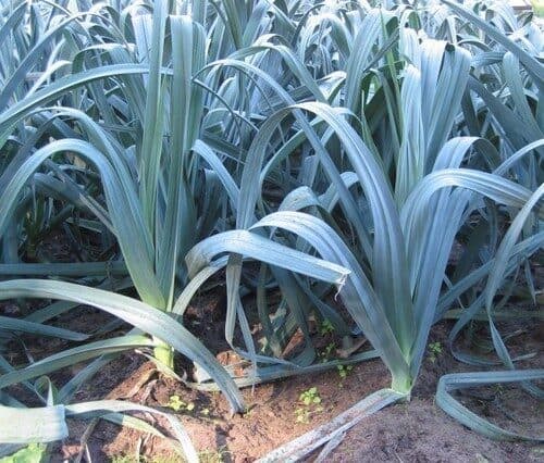 Prei Blauwgroene Winter Farinto