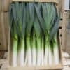 Prei Blauwgroene winter Farinto