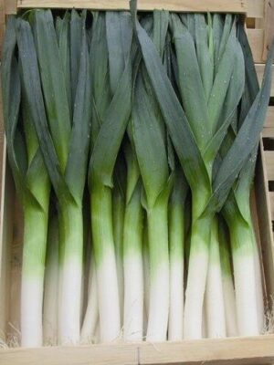 Prei Blauwgroene winter Farinto