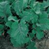 Snijmoes Blauwe Groninger