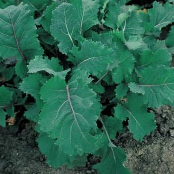 Snijmoes Blauwe Groninger