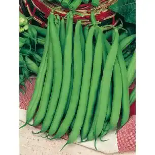 2300_2310_montano_10084687fm Montano stamslabonen