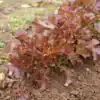 Pluksla Red salad bowl