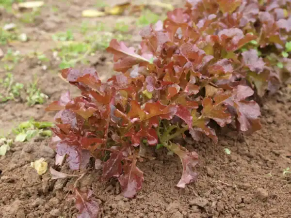 Pluksla Red salad bowl