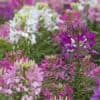 Kattesnor Cleome Colour Fountain mix