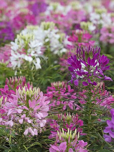 Kattesnor Cleome Colour Fountain mix