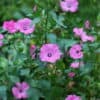 Lavatera Silvercup