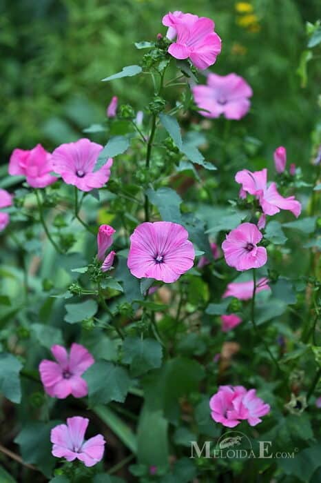 Lavatera Silvercup Lavatera Silvercup