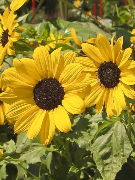 Zonnebloem Helianthus Debilis Stella