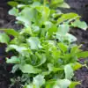Rucola Eruca Sativa
