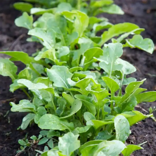 Rucola Eruca Sativa