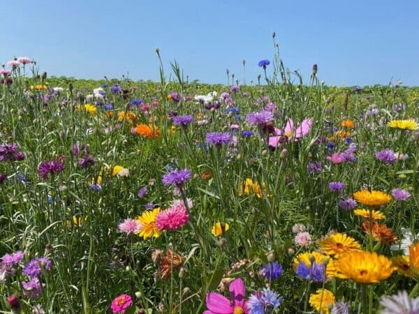 Kindertuin Mix Kindertuin Mix