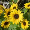 Zonnebloem Helianthus Annuus Gele Snij