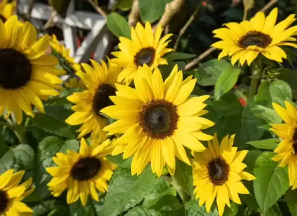 Zonnebloem Helianthus Annuus Gele Snij
