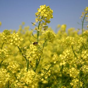 Koolraap - Brassica rapa var. oblonga