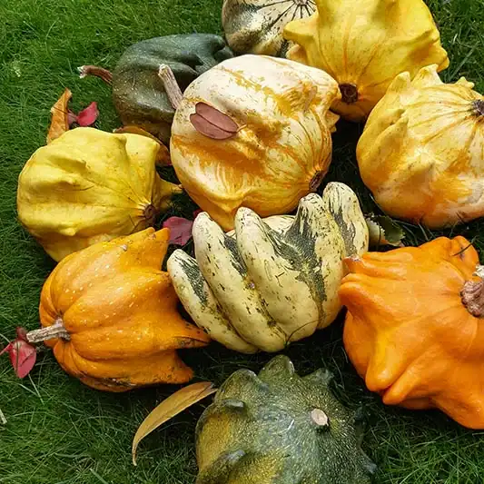 sierkalebas Crown of Thorns sierkalebas Crown of Thorns