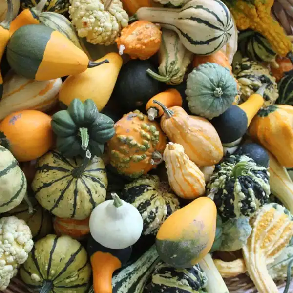 Sierkalebassen Klein Gemengd Sierkalebassen Klein Gemengd