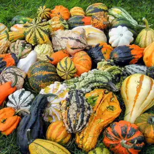 Sierkalebassen Klein Gemengd