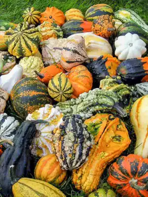 Sierkalebassen Klein Gemengd