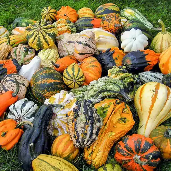 Sierkalebassen Klein Gemengd Sierkalebassen Klein Gemengd